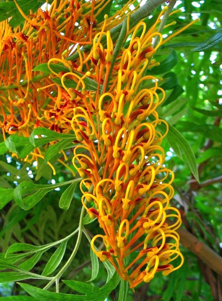 Grevillea Robusta Tree 10 Seeds, Southern Silky Oak, Australian Silver Oak Flowering Plants