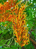 Grevillea Robusta Tree 10 Seeds, Southern Silky Oak, Australian Silver Oak Flowering Plants