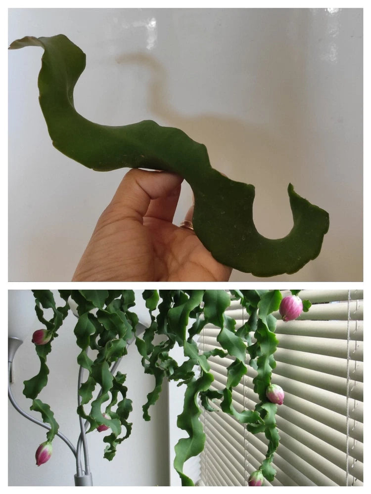 Curly locks orchid cactus succulent with curled green stems and purple buds