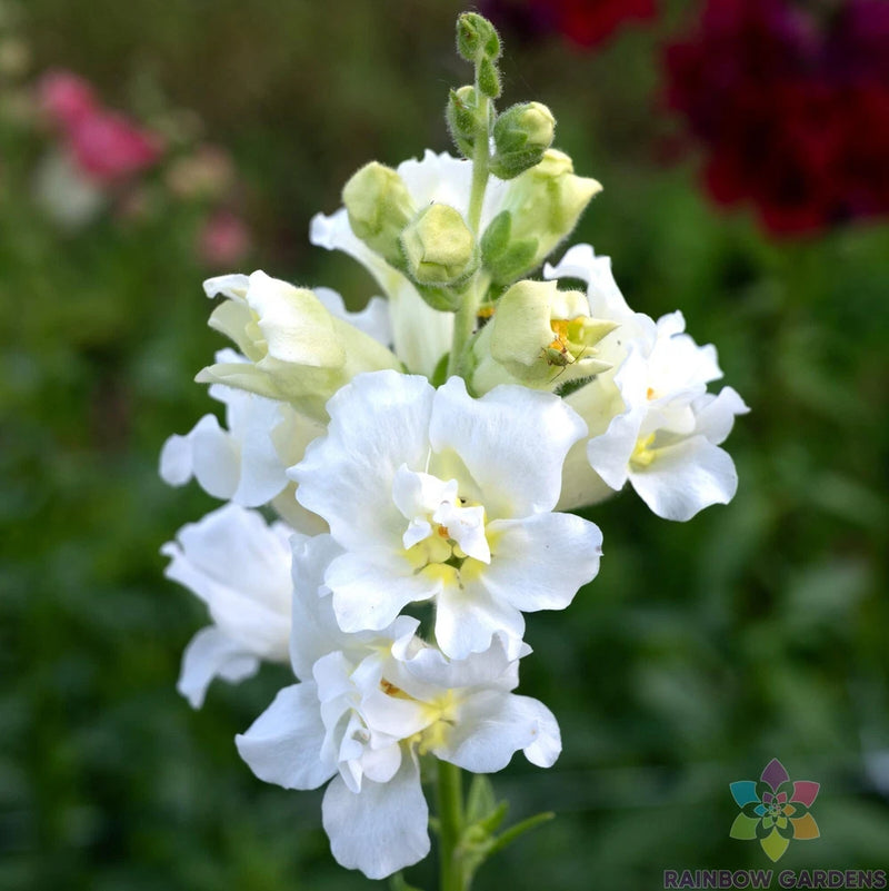 1000+ Madame Butterfly Ivory Snapdragon Seeds for Garden - USA - FREE SHIPPING! Garden Plants