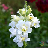 1000+ Madame Butterfly Ivory Snapdragon Seeds for Garden - USA - FREE SHIPPING! Garden Plants