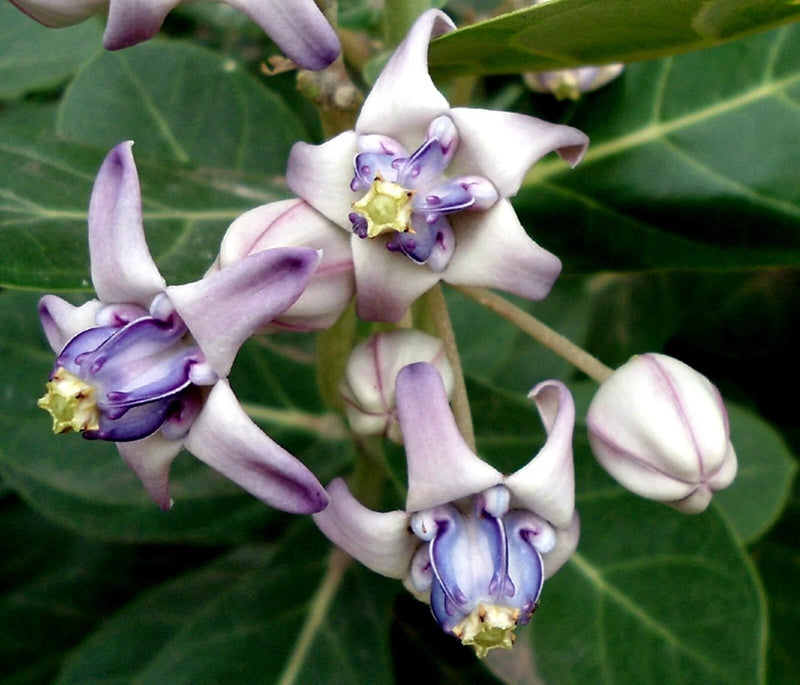 Calotropis Gigantea Shrub 10 Seeds, Giant Milkweed Crown Flower For Butterflies Flowering Plants
