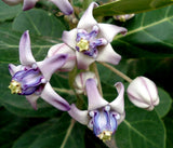 Calotropis Gigantea Shrub 10 Seeds, Giant Milkweed Crown Flower For Butterflies Flowering Plants