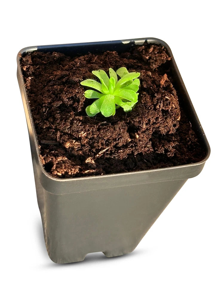 Carnivorous plant rosette in gray nursery pot with dark soil