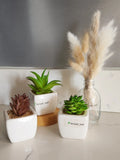 Decor Set - 3 Potted Artificial Succulent, Dried Grass Bouquet in Glass Bottle Pampas Grass