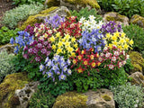 100 DWARF COLUMBINE Aquilegia Mixed Colors Flower Seeds *Flat S/H Flowering Plants