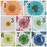 50PCS real Pressed dry daisy Flower, 15 colors dyed flower for art craft FCD05 Dried Flower