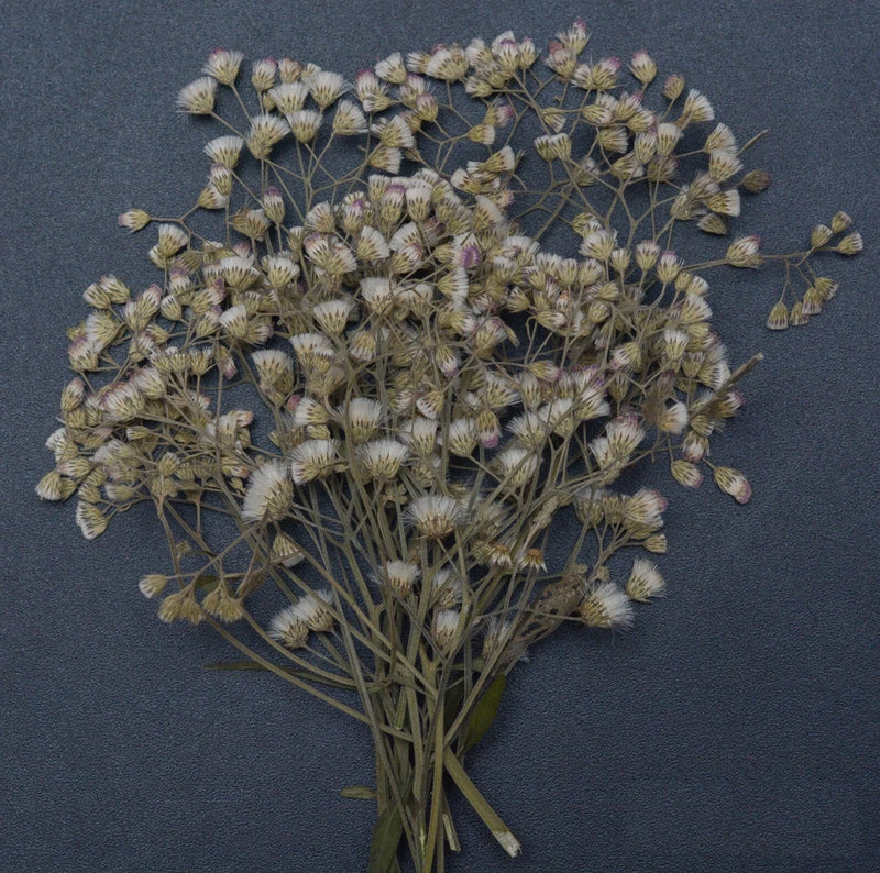 Organic Pressed Flowers Ð DIY Resin Art, Floral Crafts Ð 100/200/500 Flowers Dried Flower