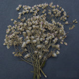 Organic Pressed Flowers Ð DIY Resin Art, Floral Crafts Ð 100/200/500 Flowers Dried Flower