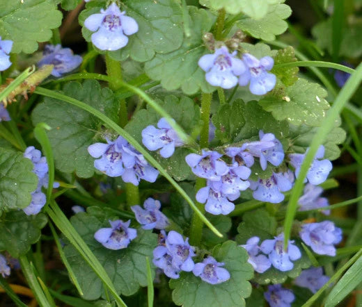 GROUND IVY Glechoma Hederacea - 200 Bulk Seeds Flowering Plants