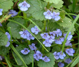 GROUND IVY Glechoma Hederacea - 200 Bulk Seeds Flowering Plants