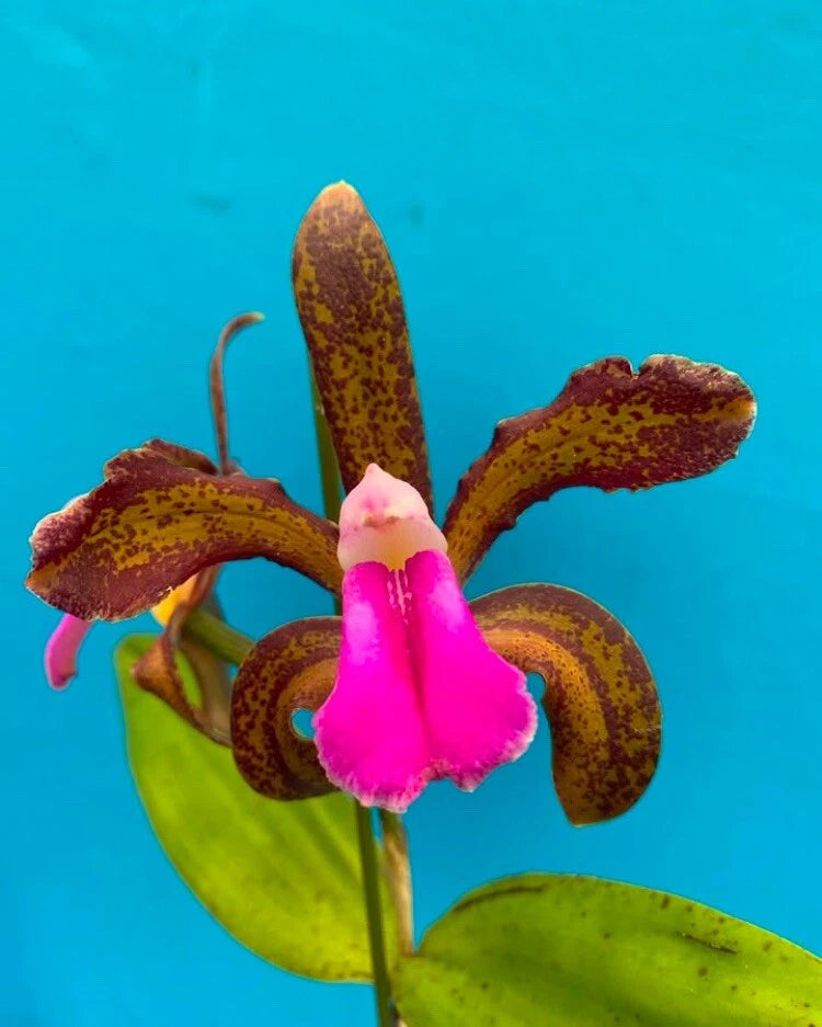 Cattleya bicolor orchid flower with magenta lip and dark brown speckled petals