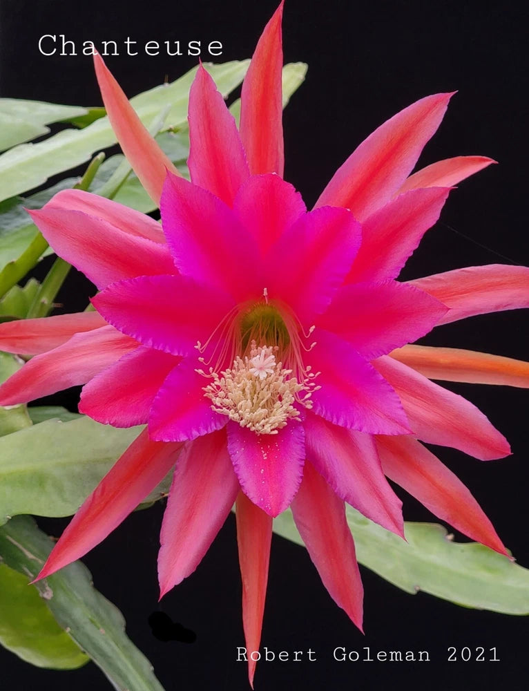 Pink Epiphyllum orchid cactus flower with green leaf segments