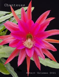 Epiphyllum 'Chanteuse' Rooted Cutting - Rare Orchid Cactus Orchids