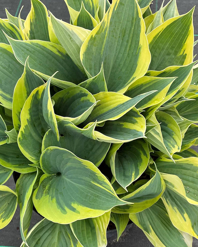 Hosta Premium Gardening live plant X 1 Garden Plants