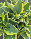 Hosta Premium Gardening live plant X 1 Garden Plants