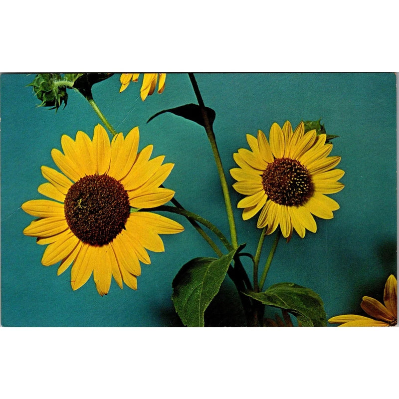 The Sunflower Official State Flower Of Kansas Vintage Postcard SPL24 Sunflower