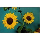 The Sunflower Official State Flower Of Kansas Vintage Postcard SPL24 Sunflower