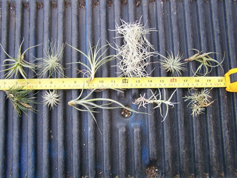 Assorted Tillandsia air plants, thin spiky roots in a cluster on display