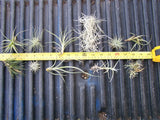 Variety Pack Bromeliad Tillandsia Air Plant orchid epiphyte cactus voodoo dragon Orchids