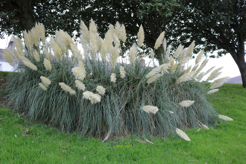 Photo 12x8 Pampas Grass Girvan At Knockcushan Street. c2021 Pampas Grass