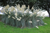 Photo 12x8 Pampas Grass Girvan At Knockcushan Street. c2021 Pampas Grass