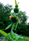 75 Fresh Kilp Dagga (Leonotis nepetifolia) Seeds - Flowers Attract Hummingbirds! Flowering Plants