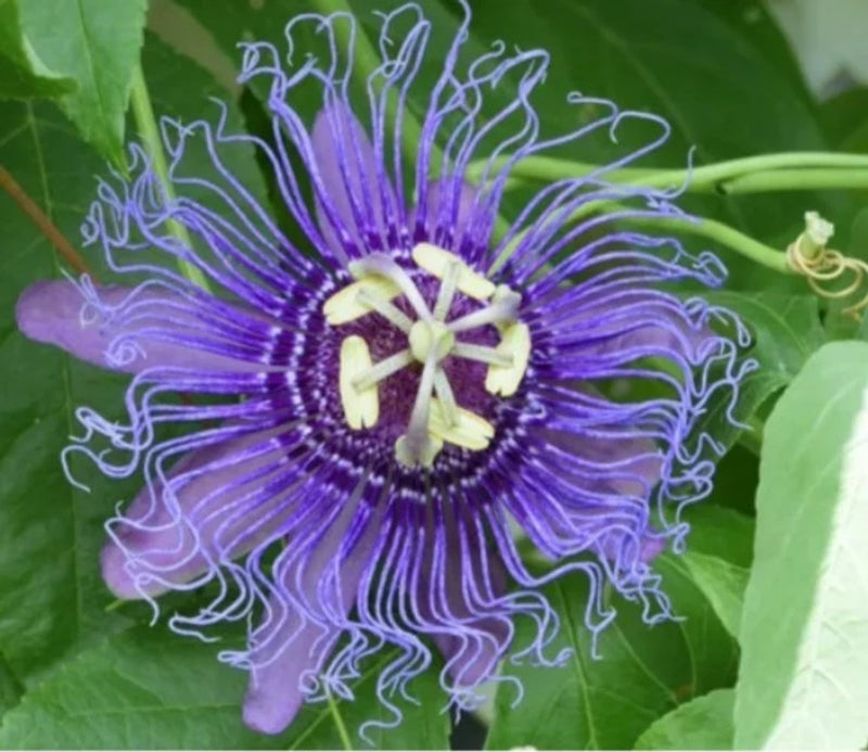 Purple passionflower with curled fringed petals and yellow-green center on leaves