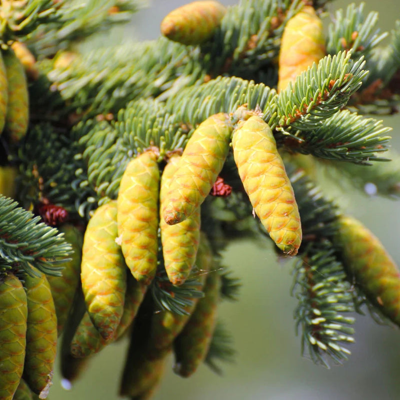 Live White Spruce Plant Ð Bare Root Ð 1 ft Tall Ð Ideal for Garden, Landscaping Garden Plants