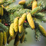 Live White Spruce Plant Ð Bare Root Ð 1 ft Tall Ð Ideal for Garden, Landscaping Garden Plants