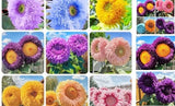 450+Mixed Sunflower Flower Seeds Bulk for Planting Outdoor Heirloom Non-GMO Sunflower