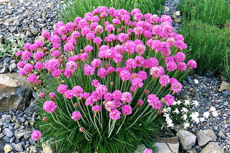 50 SEA THRIFT Armeria Maritima California Sea Pink Cliff Rose Flower Seeds Daisies