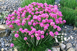 50 SEA THRIFT Armeria Maritima California Sea Pink Cliff Rose Flower Seeds Daisies