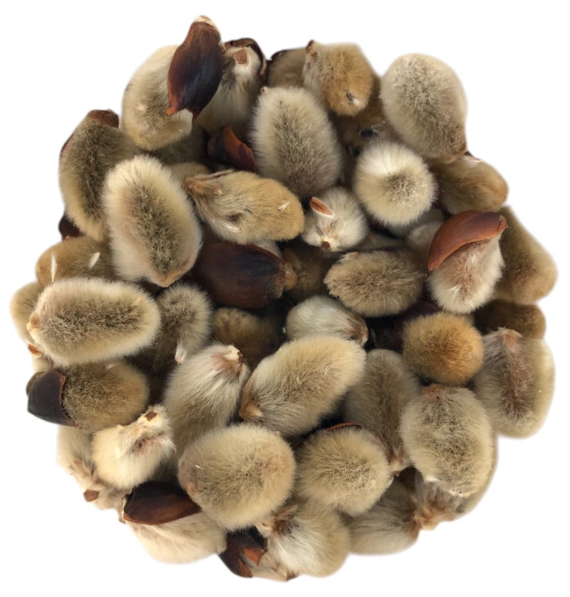 Hand-picked dried pussy willow catkins, fluffy natural beige and brown