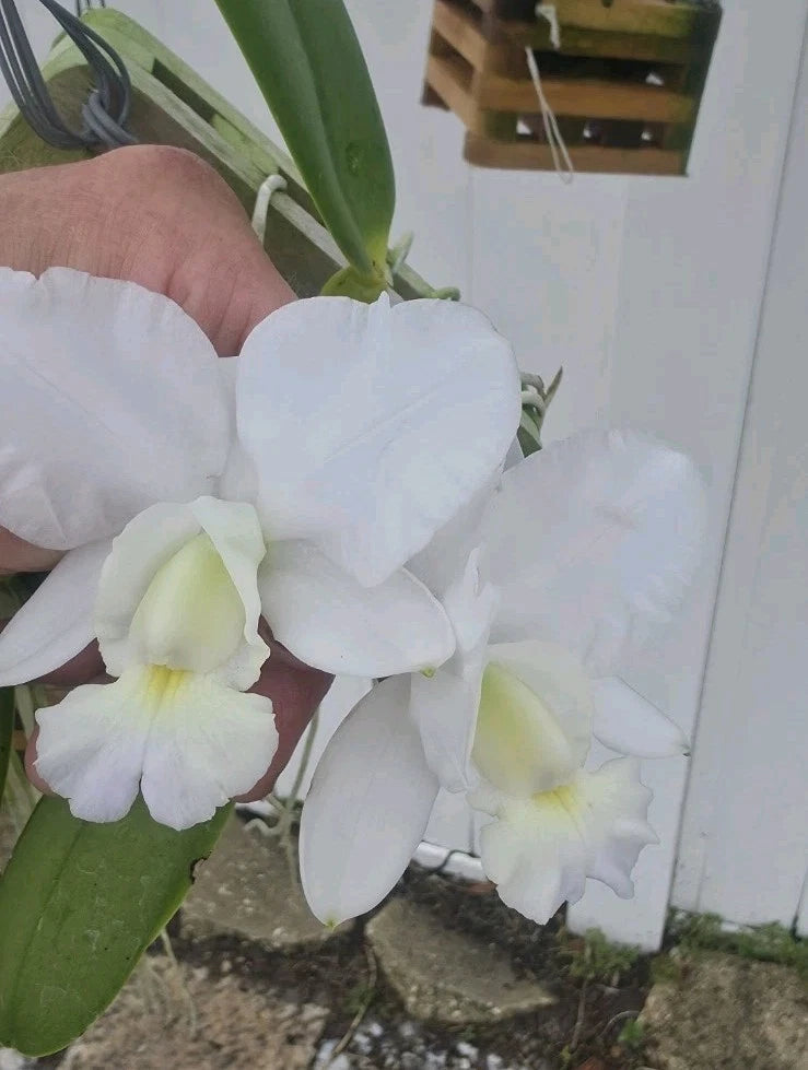 White Cattleya orchid cluster with green leaves and pale yellow centers