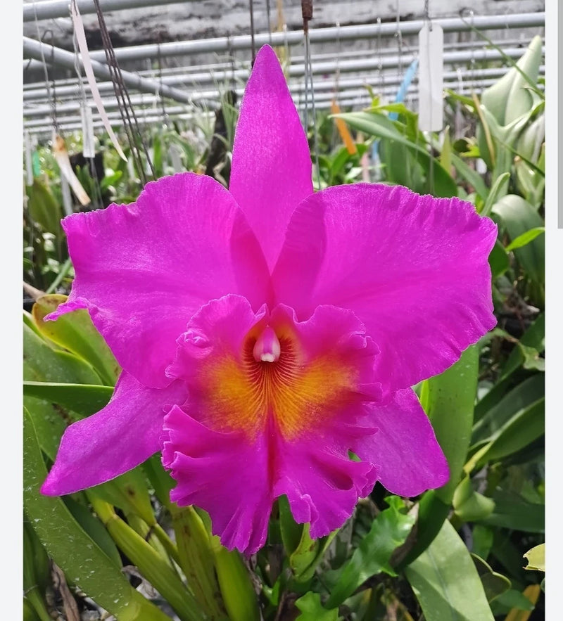 Fragrant live orchid plant with large bright pink flower and yellow-orange center