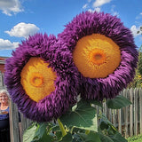50pcs Purple-Yellow Enchanting Giant Teddy Bear Sunflower Seeds Sunflower