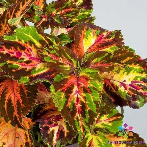 25+ Superfine Rainbow Multicolour Coleus Seeds for Garden - USA - FREE SHIPPING! Garden Plants
