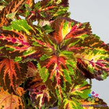25+ Superfine Rainbow Multicolour Coleus Seeds for Garden - USA - FREE SHIPPING! Garden Plants