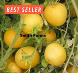 50+ Seeds Galina Tomato Hybrid Juicy Easy to Grow Vegetable Garden Garden Plants
