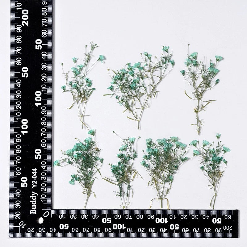 Set of 12 pressed tiny turquoise flowers with green leaves on thin stems