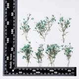 12PCS side Pressed Tiny flower, dyed color turquoise with leaves stem FSS103 #7 Dried Flower