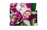 Live orchid plant with purple and white ruffled blossoms