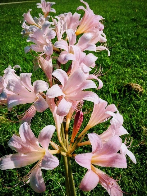 Pink Lycoris squamigera resurrection lily flowers bouquet, multiple blooms on green stems