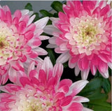 Pink Lace Mum Chrysanthemum Seeds 200+ Seeds Mum Flower, Flower Seeds, Annual Flowering Plants