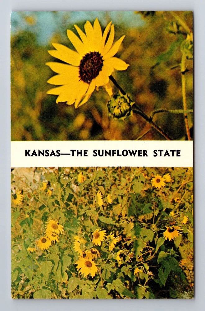 KS-Kansas, State Flower Sunflowers, General Greeting, Vintage Souvenir Postcard Sunflower
