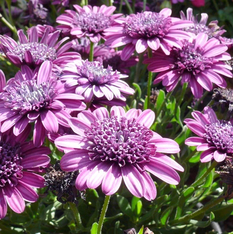50+ Double Purple 3D Cape Daisy Seeds for Garden Planting - USA - FREE SHIPPING! Garden Plants