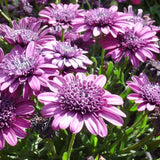 50+ Double Purple 3D Cape Daisy Seeds for Garden Planting - USA - FREE SHIPPING! Garden Plants