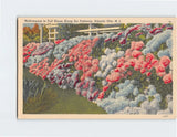 Postcard Hydrangeas in Full Bloom Atlantic City NJ USA Hydrangea