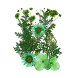 Dried Pressed Flowers Real Pressed Flowers Dry Leaves for DIY Crafts Green Dried Flower